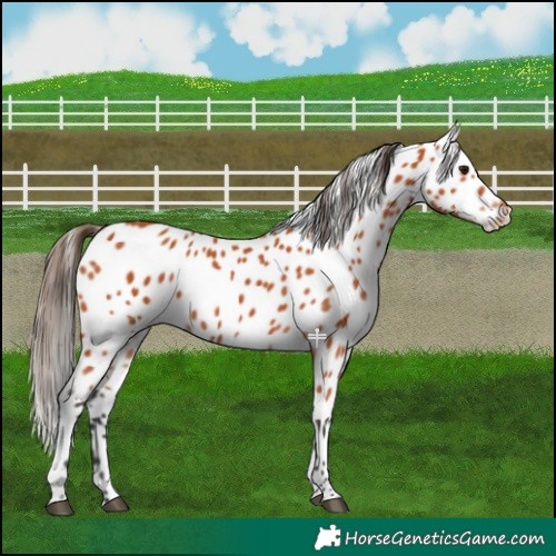 Horse Color:Bay Appaloosa 