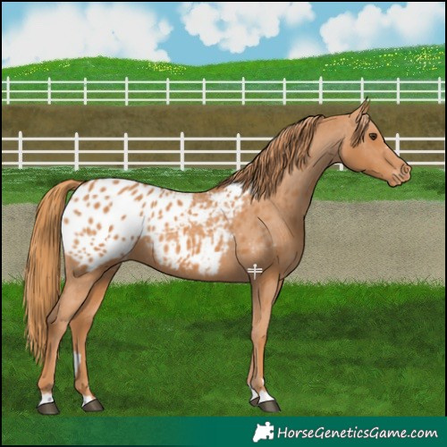 Horse Color:Chestnut Blanket 