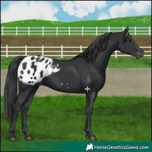 Horse Color:Black Appaloosa 