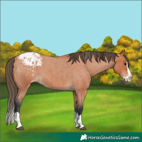 Horse Color:Bay Roan Splash Appaloosa 