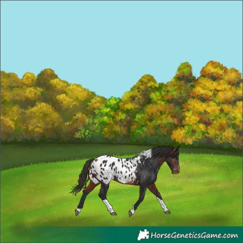 Horse Color:Bay Tobiano Appaloosa 
