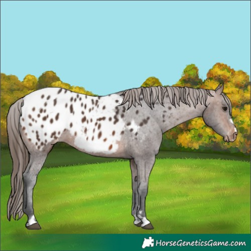 Horse Color:Brown Blanket 