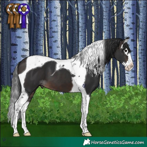 Horse Color:Brown Splash Tobiano 