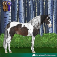 Horse Color:Brown Splash Tobiano