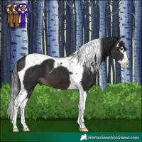 Horse Color:Brown Splash Tobiano 