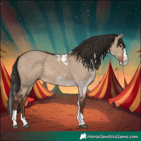 Horse Color:Liver Red Dun Splash Tobiano