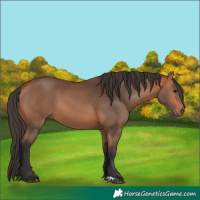 Horse Color:Bay 