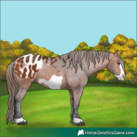 Horse Color:Bay Frame Appaloosa 