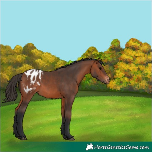 Horse Color:Bay Blanket 