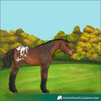 Horse Color:Bay Blanket