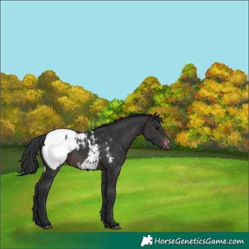 Horse Color:Brown Appaloosa 