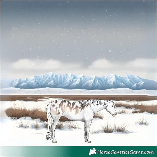 Horse Color:Liver Red Onyx Mushroom Sabino Splash Appaloosa 