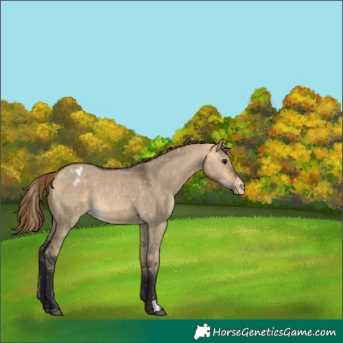Horse Color:Buckskin Dun Appaloosa and Buckskin Dun Appaloosa