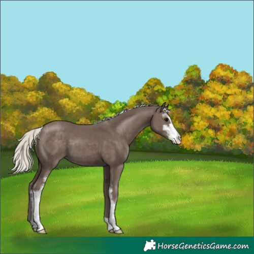 Horse Color:Silver Black Sabino Appaloosa 