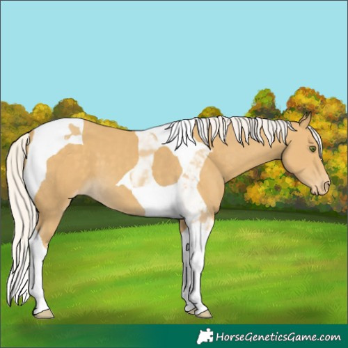 Horse Color:Silver Classic Cream Champagne Tobiano Appaloosa 