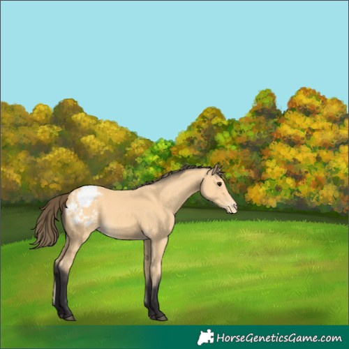 Horse Color:Buckskin Varnish