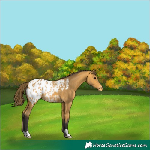 Horse Color:Buckskin Appaloosa 