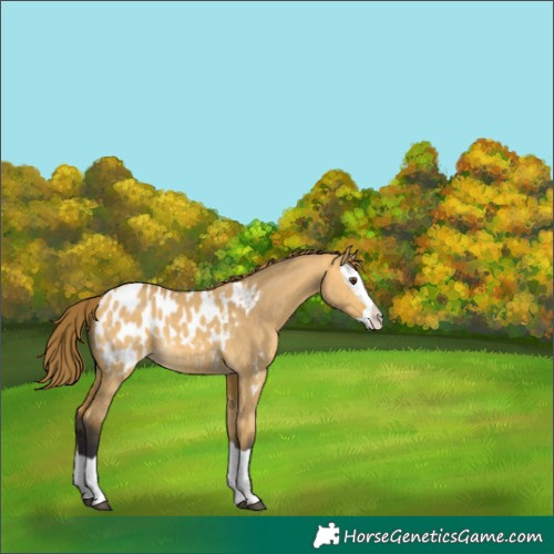 Horse Color:Buckskin Dun Splash Appaloosa