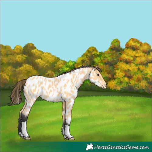 Horse Color:Buckskin Appaloosa