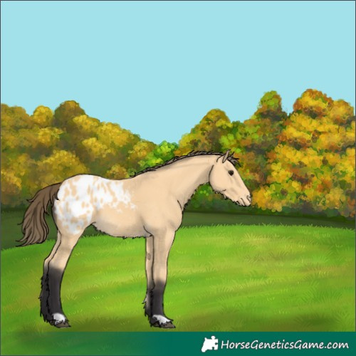 Horse Color:Buckskin Appaloosa 