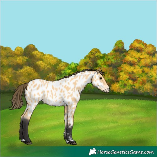 Horse Color:Buckskin Appaloosa