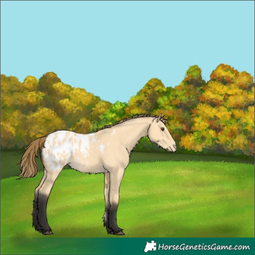 Horse Color:Buckskin Dun Blanket 