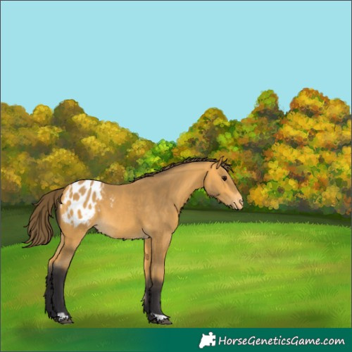 Horse Color:Buckskin Appaloosa 