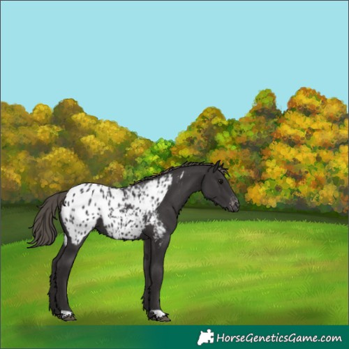 Horse Color:Smoky Black Appaloosa 