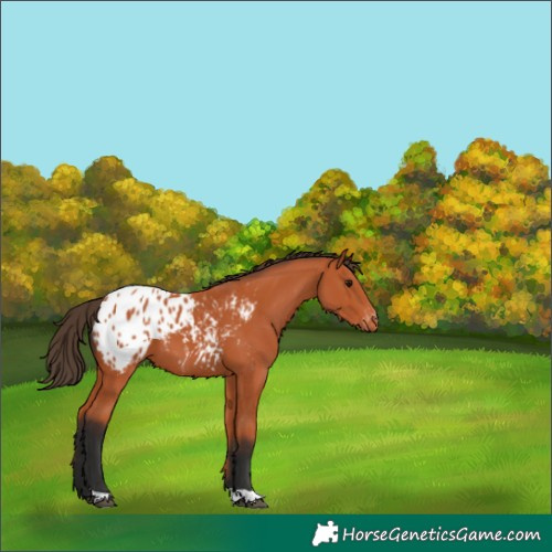 Horse Color:Bay Appaloosa 