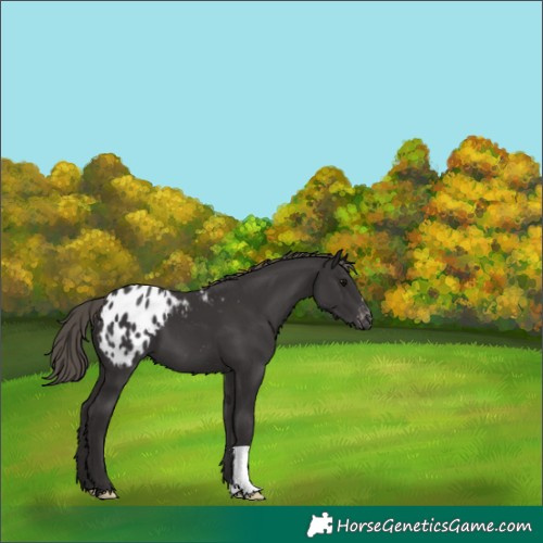 Horse Color:Smoky Black Appaloosa 