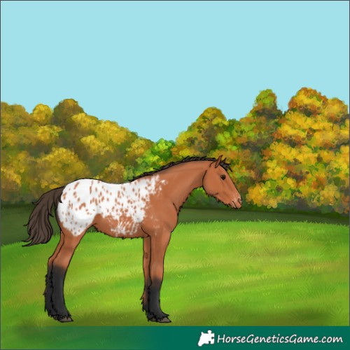 Horse Color:Bay Appaloosa