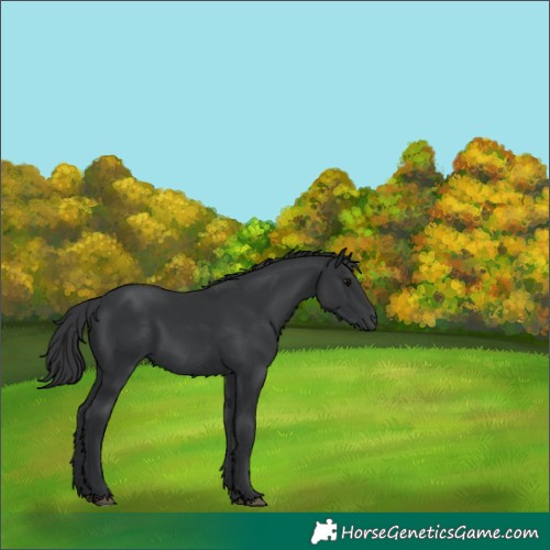 Horse Color:Black 