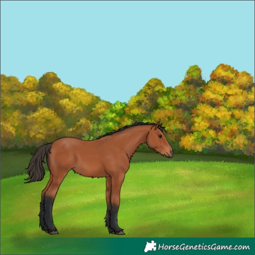 Horse Color:Bay 