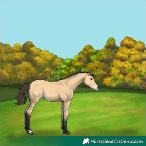 Horse Color:Buckskin 