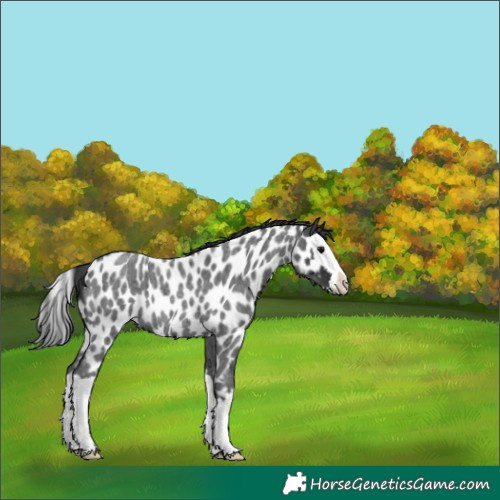 Horse Color:Blue Roan Splash Appaloosa 