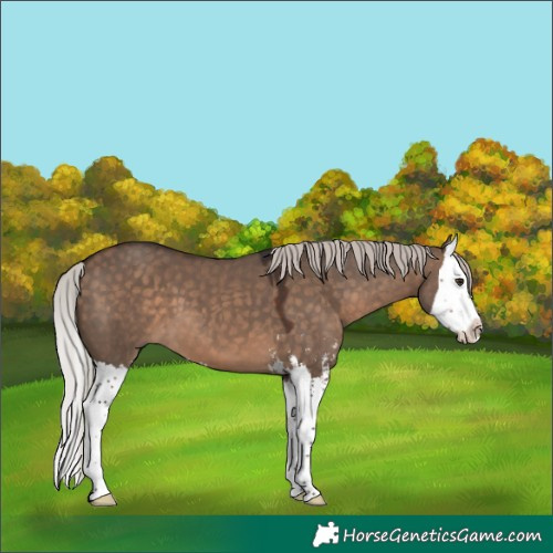 Horse Color:Silver Brown Dun Sabino Splash 