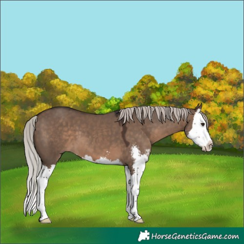 Horse Color:Silver Brown Dun Sabino Splash