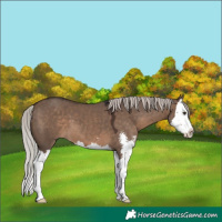 Horse Color:Silver Brown Dun Sabino Splash 