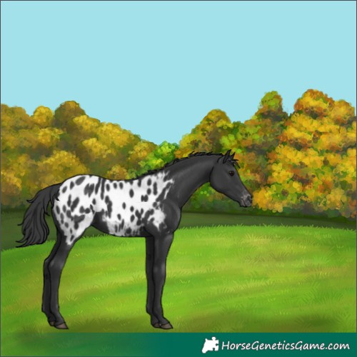 Horse Color:Black Appaloosa 