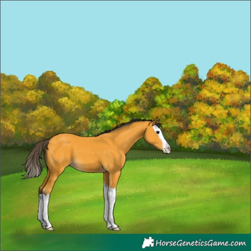Horse Color:Buckskin Splash