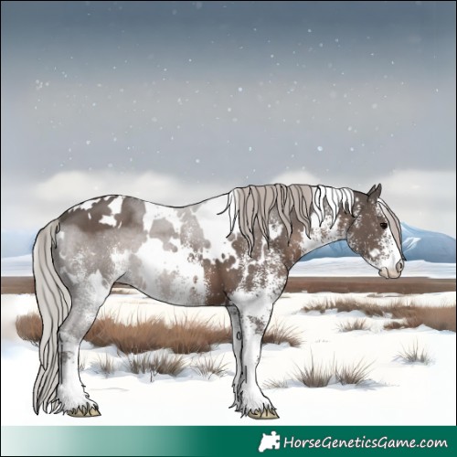 Horse Color:White Spotted Silver Black 