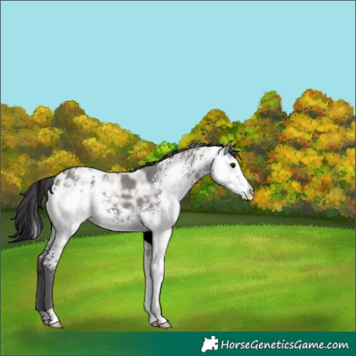 Horse Color:White Spotted Grullo Ice Appaloosa 