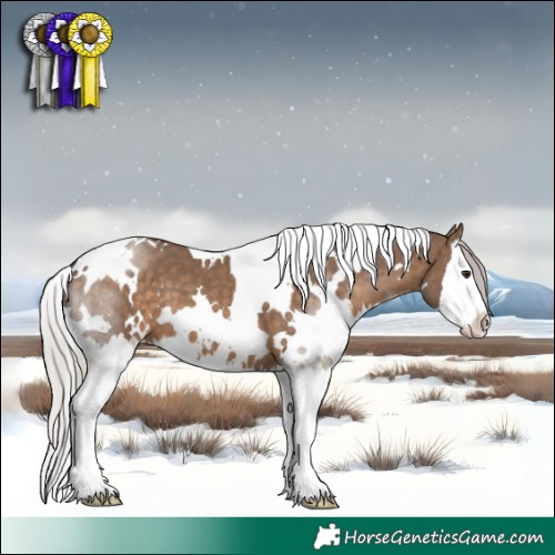 Horse Color:White Spotted Silver Brown Dun Splash 