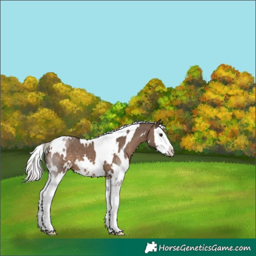 Horse Color:White Spotted Silver Brown Dun Splash 