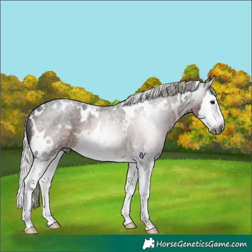 Horse Color:Gray White Spotted Silver Brown Roan Splash Rabicano 