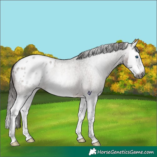 Horse Color:Gray Brown Roan Splash Appaloosa Rabicano 