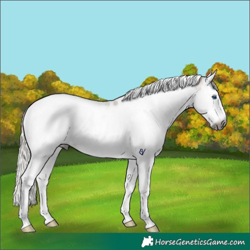 Horse Color:Gray Silver Bay Sabino Splash Tobiano Appaloosa Rabicano 