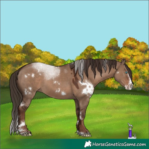 Horse Color:White Spotted Liver Red Dun Splash Rabicano 