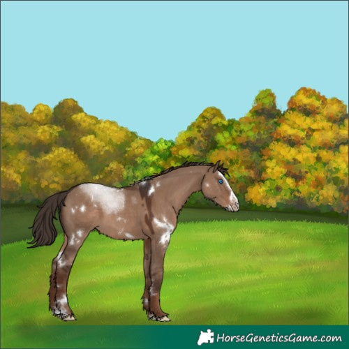Horse Color:White Spotted Liver Red Dun Splash Rabicano 