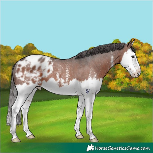 Horse Color:Brown Sabino Splash Appaloosa Rabicano 